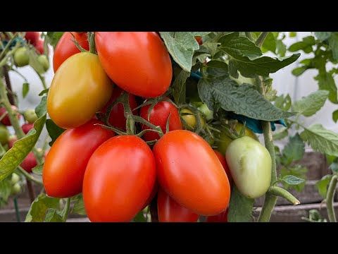 Видео: Обильно УРОЖАЙНЫЕ ТОМАТЫ с минимальным уходом!