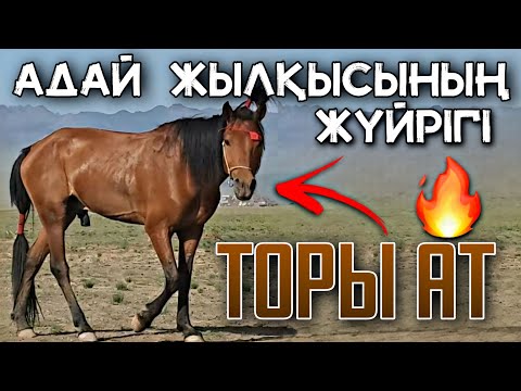 Видео: БАСҚА ЖЫЛҚЫДАН БІТІМІ БӨЛЕК - ТОРЫ АТ🐎🔥