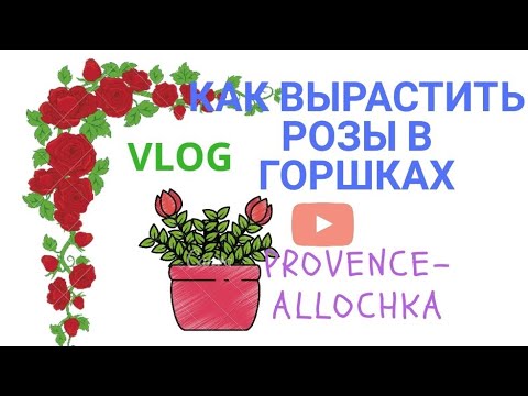 Видео: КАК я ВЫРАЩИВАЮ РОЗЫ в горшках.В саду у provence-allochka