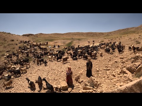 Видео: «Кочевники Ирана» — горные секреты с одинокой женщиной и овцами, пасущимися на странных высотах