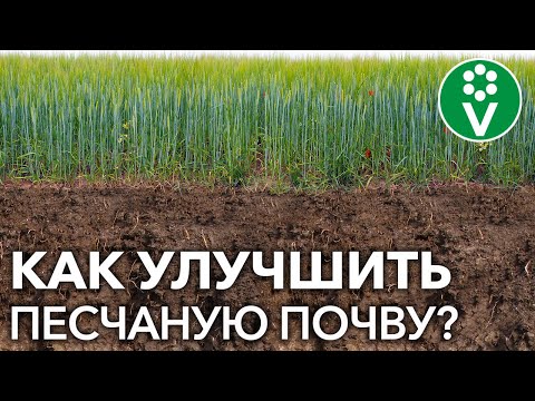 Видео: КАК ПРЕВРАТИТЬ ПЕСЧАНЫЕ ПОЧВЫ В ЧЕРНОЗЕМ? Природные методы улучшения плодородия