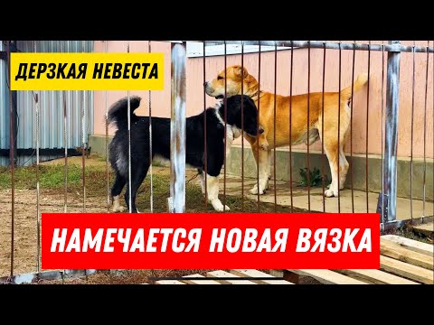 Видео: Привезли новую собаку по кличке Лиза для вязки с Сарматом, Серёгины собаки Алабаи
