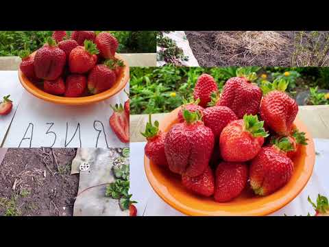 Видео: Клубника АЗИЯ. Уход за КЛУБНИКОЙ Весной для супер урожая. Простые правила - секрет Богатого урожая.