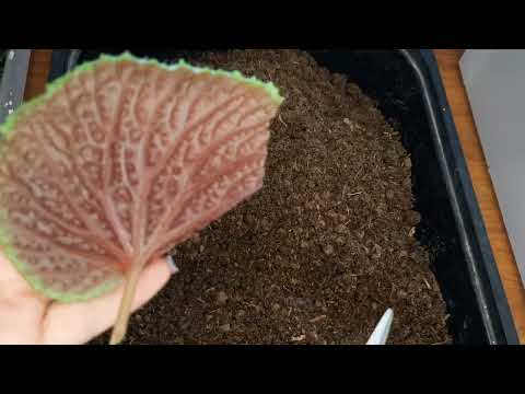 Видео: Укореняю листья природных бегоний