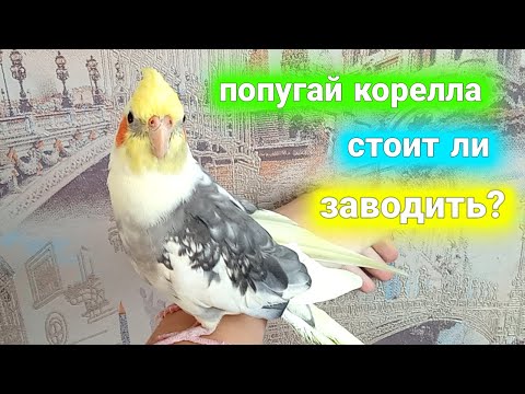 Видео: СТОИТ ЛИ ЗАВОДИТЬ ПОПУГАЯ КОРЕЛЛА В СЕМЬЮ С ДЕТЬМИ? #хомуся