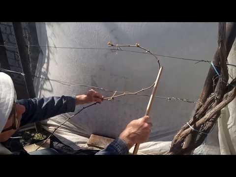 Видео: Первая выломка побегов на молодом кусте винограда, средней силы роста, второй год  жизни