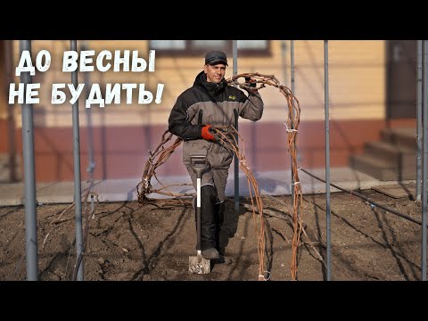 Видео: Нужно ли укрывать виноград? Если да то как и когда?