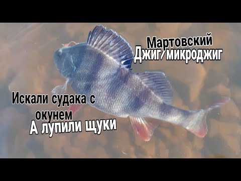 Видео: Весенний джиг и микроджиг.Целились в судака с окунем,попали в щуку.Мандула и  резина KEITECH рулит