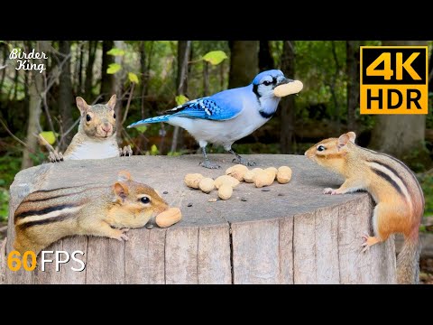 Видео: КОШКА ТВ 😺 Бегающие белки и красивые птицы 🐿 Игры для котов 60FPS