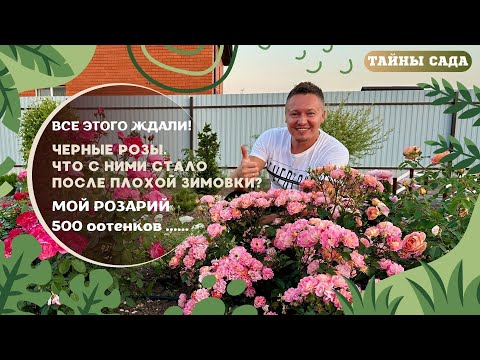 Видео: #ЧЕРНЫЕ РОЗЫ #ЧТО С НИМИ СТАЛО ПОСЛЕ ПЛОХОЙ ЗИМОВКИ# МОЙ РОЗАРИЙ! 500 оттенков ......