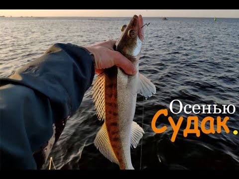 Видео: Ловля судака осенью (Финский залив) 2020г
