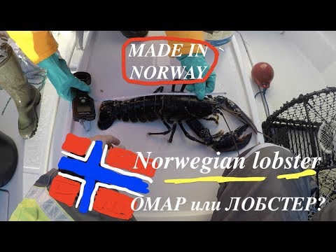 Видео: Ловля омаров в Норвегии. Норвежский лобстер гигант/ Lobster fishing in Norway 🇳🇴 Norwegian Lobster
