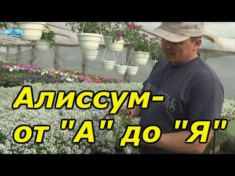 Видео: АЛИССУМ- ОТ ПОСЕВА ДО ЦВЕТЕНИЯ В ОДНОМ ВИДЕО!