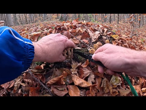 Видео: Нові грибниці ГРИБИ Є!..Неповторні ліси СЕЗОНУ 2025!