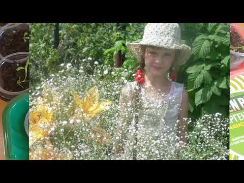Видео: ГИПСОФИЛА ПОСЛЕ ПИКИРОВКИ. КОМПОТ ДЛЯ ГИПСОФИЛЫ И НЕ ТОЛЬКО.