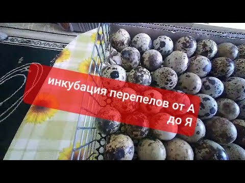 Видео: ИНКУБАЦИЯ ПЕРЕПЕЛОВ от А до Я от (Малиновского подворья!)