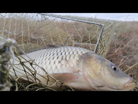 Видео: ЧТО БУДЕТ ЕСЛИ ПОЛОЖИТЬ КАРПА В РАКОЛОВКУ И ОСТАВИТЬ НА 5 ДНЕЙ.