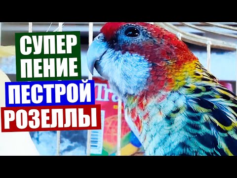 Видео: Розелла попугай. Очень красивое пение пестрой розеллы. Как поет попугай розелла