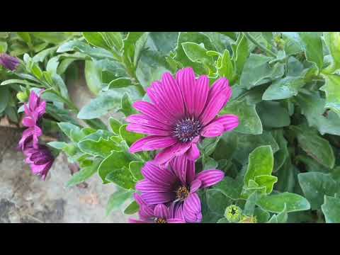 Видео: Наш осенний сад. Очень красивое зрелище. 