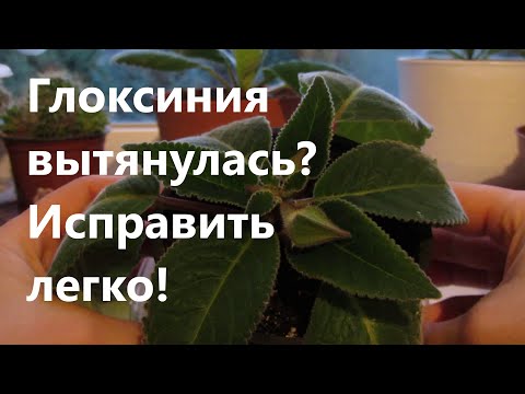 Видео: Глоксиния вытянулась? Исправить легко!