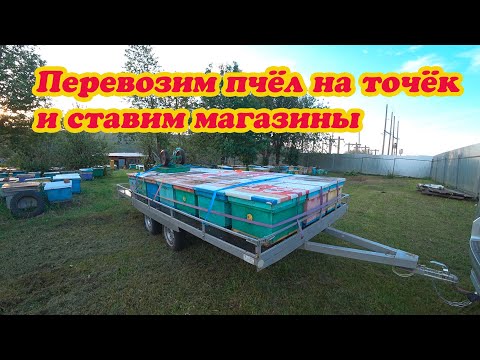 Видео: ПЕРЕВОЗИМ ПЧЁЛ НА ТОЧОК №1 И СТАВИМ МАГАЗИНЫ