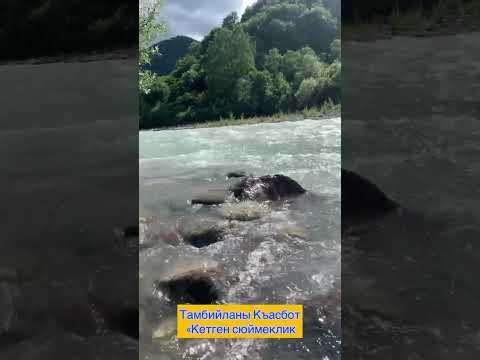 Видео: Тамбиев Къасбот «Кетген сюймеклик»