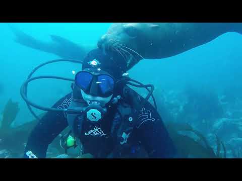 Видео: Касатки сахалина