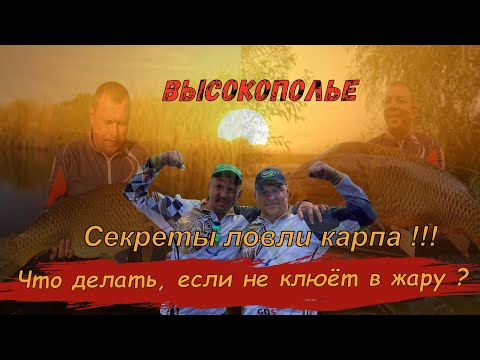 Видео: Карп не клюет в жару . Что делать??? Чемпионат Липецкой обл. Высокополье.