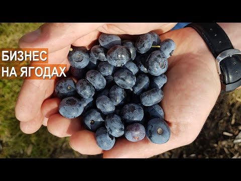 Видео: Бизнес на голубике. Ягодная плантация Ливенское.