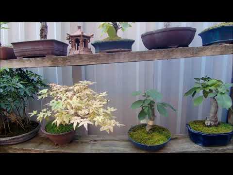 Видео: Бонсай начало осени озвучка 2 часть 2024 год