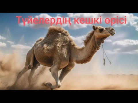 Видео: Түйе ауылдағы кешкі тіршілік.