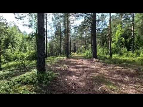 Видео: 🎵 На Альфе. По лесной дороге. #намопеде #альфа #полеснойдороге