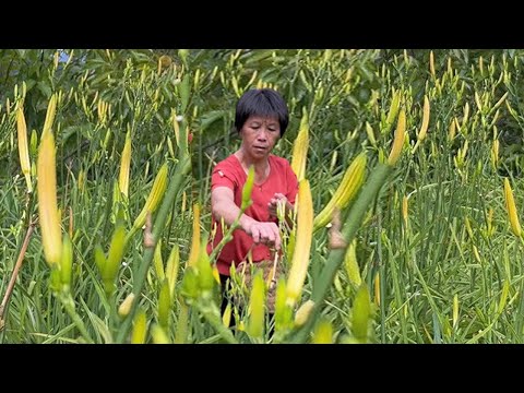 Видео: Собрала лилейник, бабушка его вяла, и похлёбка тает во рту