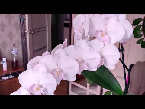 Видео: Орхидеи 😘 Начало цветения моих любимых орхидей 🎉