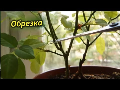 Видео: Китайская роза – обрезка и формирования кроны. Правила обрезки Гибискуса.