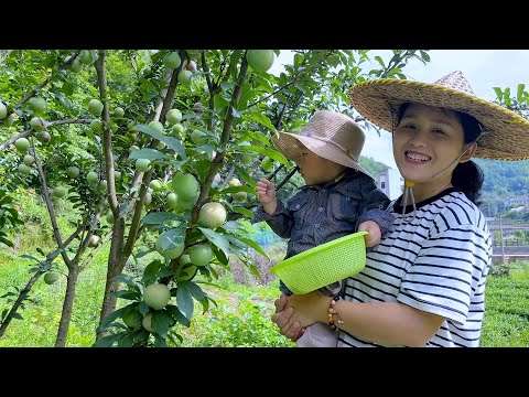 Видео: Слива впервые плодоносит, Йике срывает один за другим, очень приятно