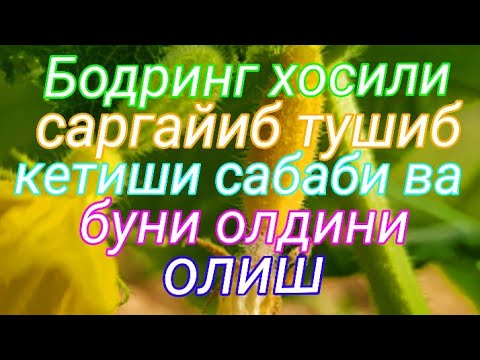 Видео: Бодринг хосили саргайиб тушиб кетиши сабаблари ва уни олдини олиш чора тадбирлари