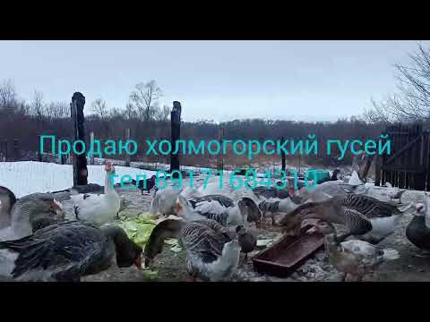 Видео: Продаю холмогорский гусей 19.11 2022г.