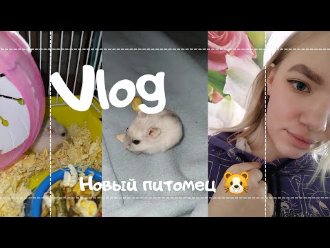 Видео: Vlog :  Купила хомяка?!  🐾