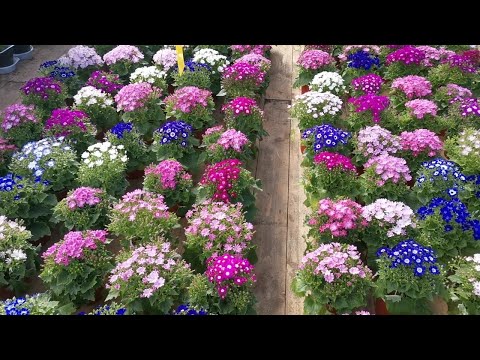 Видео: Цветы к 8 Марта. Цинерария. Посев