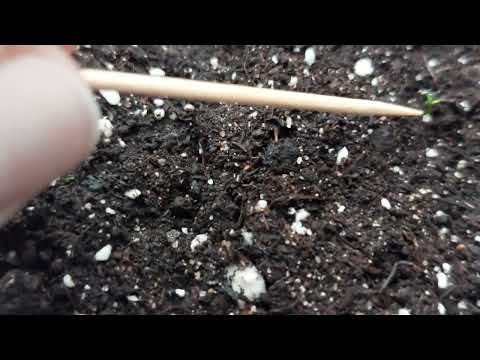 Видео: Эустома взошла👍🌸🌸🌸Прошло чуть больше недели 👍Я очень рада❗