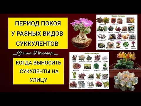 Видео: Период покоя у разных видов суккулентов.  Когда зацветают эхеверии.