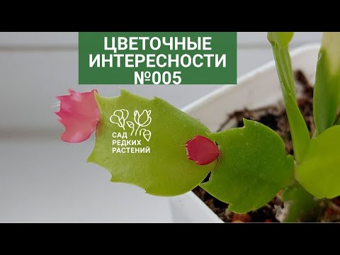 Видео: Интересности 005. Урожай перца и альбуки, вариегатная шлюмбергера, хойя передумала быть зеленой