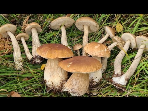 Видео: Грибная пора в Германии 