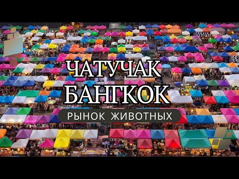 Видео: РЫНОК ЖИВОТНЫХ. Рынок #животных #Чатучак. #бангкок.