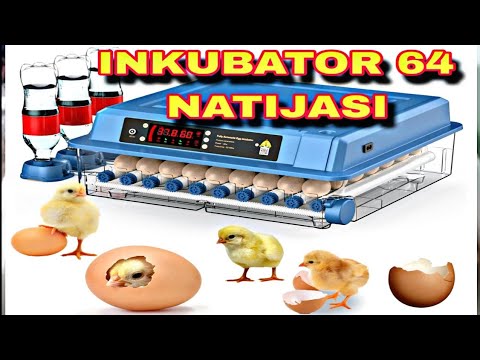Видео: Inkubatordan natija olish joja ochirish /  инкубатр да жожа очириш / inkubatorda joʻja ochirish
