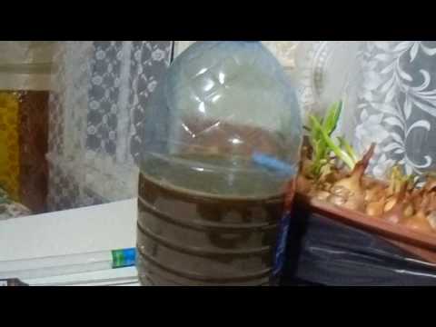 Видео: Настоящий зерновой квас из солода