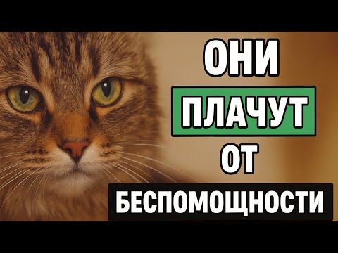 Видео: Вот как кошки просят о помощи – большинство людей этого не замечают