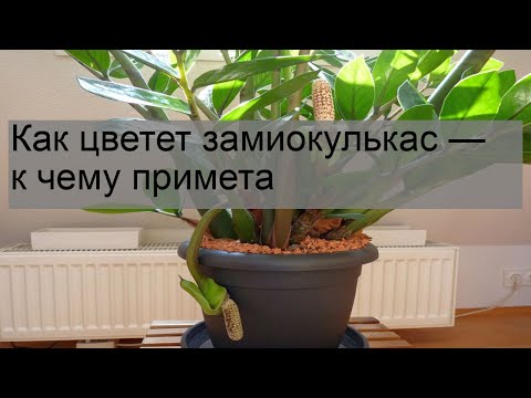 Видео: Как цветет замиокулькас — к чему примета