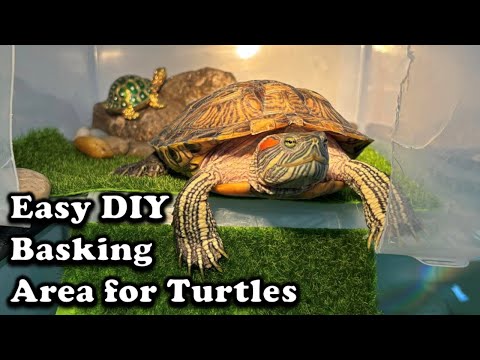 Видео: Простая самодельная зона отдыха для черепах: пошаговое руководство